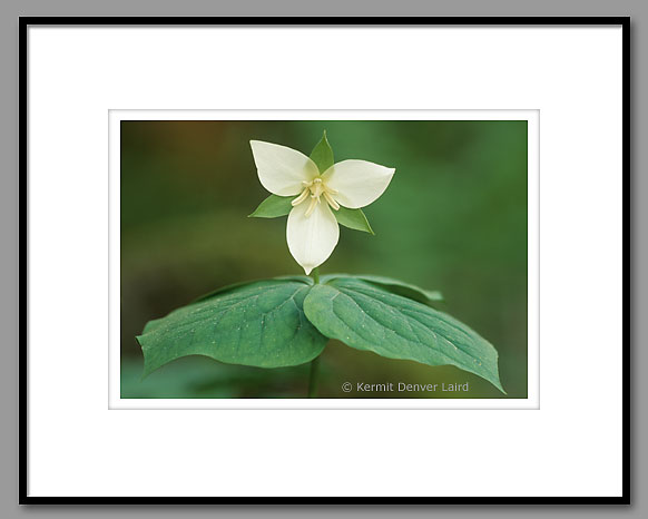 White Trillium, Bankhead National Forest