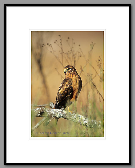 Northern Harrier Hawk, Smoky Mountain NP