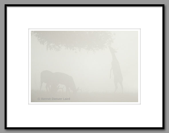 White-tailed Deer, feeding on acorns, Smoky Mountain NP