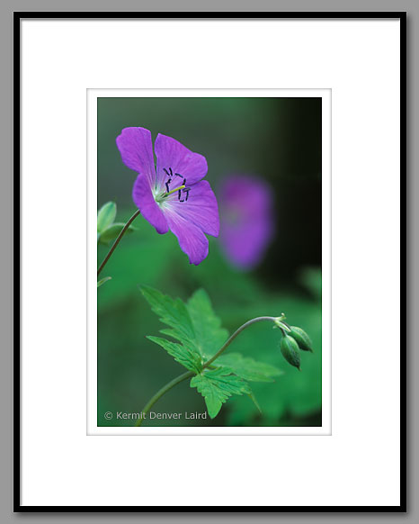 Wild Geranium Flower, Smoky Mountain NP