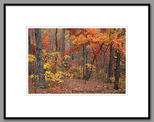 Appalachian Cove Forest, Smoky Mountain NP