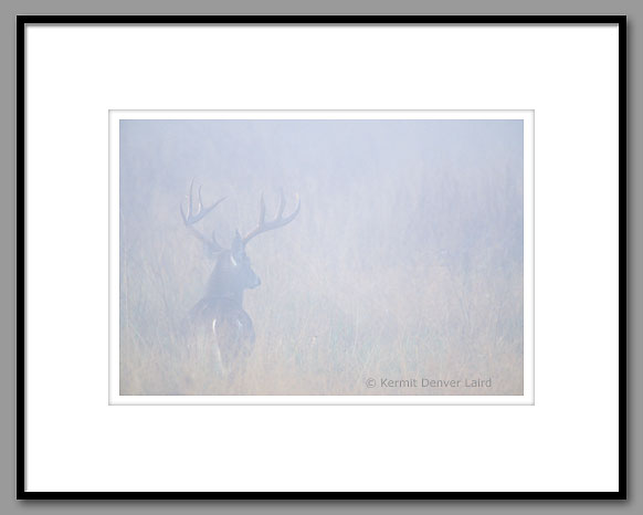 White-tailed Deer, Smoky Mountain NP