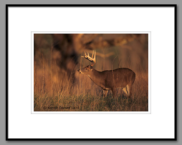 White-tailed Deer, Smoky Mountain NP