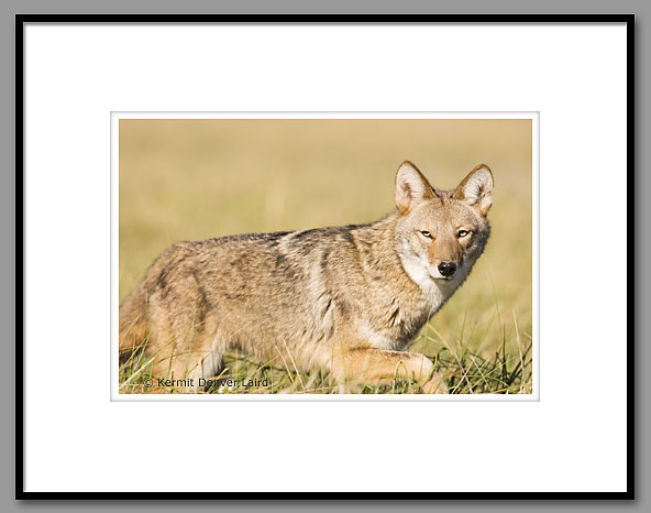 Coyote, Smoky Mountain NP