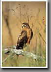 Northern Harrier Hawk, Smoky Mountain NP