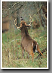 White-tailed Deer, Buck checking scent, Smoky Mountain NP