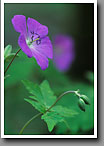 Wild Geranium Flower, Smoky Mountain NP