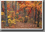 Appalachian Cove Forest, Fall Colors, Smoky Mountain NP