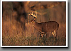 White-tailed Deer, Buck, Smoky Mountain NP