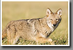 Coyote, Smoky Mountain NP