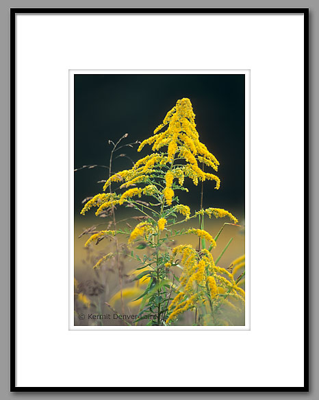 Goldenrod, Noxubee County, MS