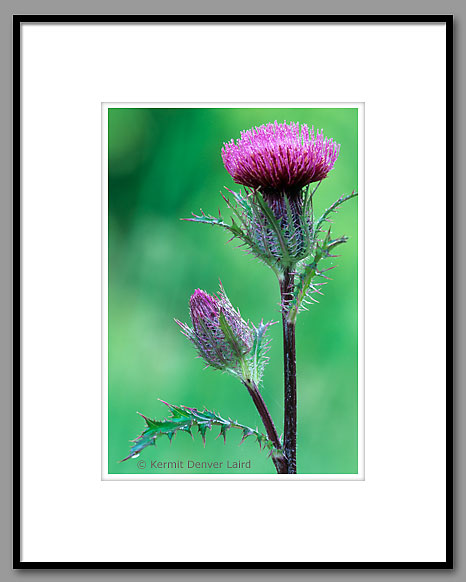 Field Thistle, Oktibbeha County, MS