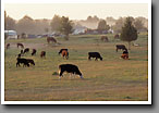 Rural Farm, Oktibbeha County, MS