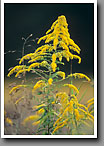 Goldenrod, Noxubee County, MS