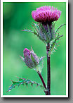 Field Thistle, Oktibbeha County, MS