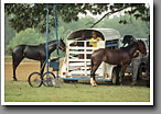 Harness Racing, Rain Delay, Minor's Track, Oktibbeha County, MS