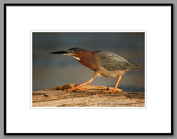 Green Heron, Noxubee NWR, MS