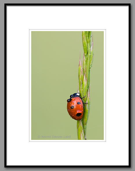 Lady Bug Beetle, Noxubee NWR, MS