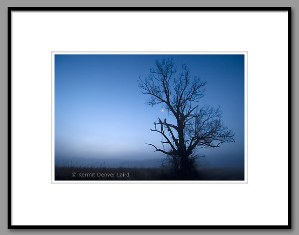 White Oak Tree, Noxubee NWR, MS