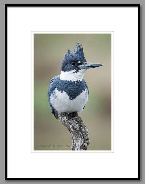 Belted Kingfisher, Noxubee NWR, MS