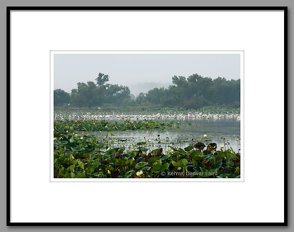 Wading Birds, Noxubee NWR, MS