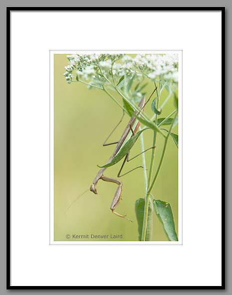 Praying Mantis, Noxubee NWR, MS