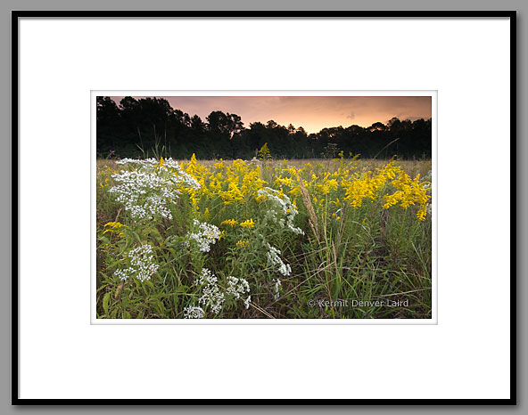 Wildflowers, Noxubee NWR, MS