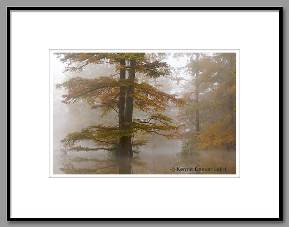 Bald Cypress Trees, Bluff Lake, Noxubee NWR, MS