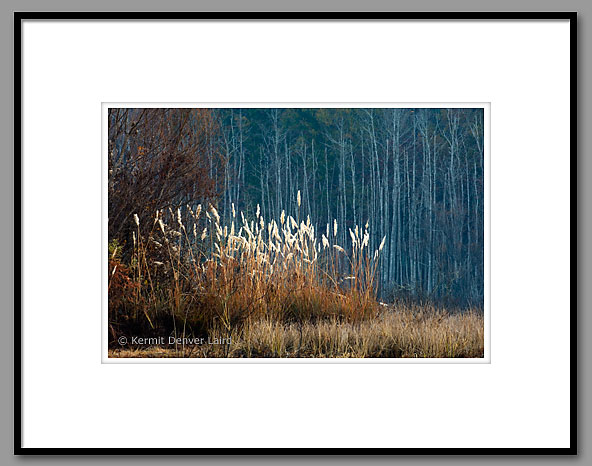 Plume Grass, Noxubee NWR, MS