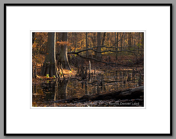 Slough, Noxubee NWR, MS