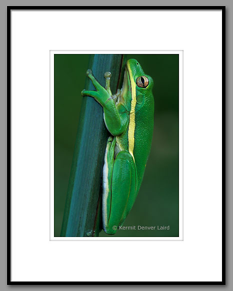 Green Treefrog, Noxubee NWR