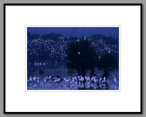 Wood Storks, Egrets & Herons, Noxubee NWR