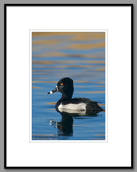 Ring-necked Duck, Noxubee NWR