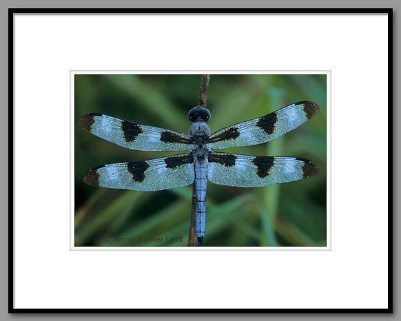 Twelve-spot Skimmer, Noxubee NWR