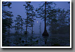 Doyle Arm Lake, Noxubee NWR, Mississippi