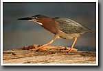 Green Heron, Bluff Lake, Noxubee NWR