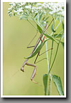 Praying Mantis, Noxubee NWR