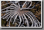 Frost covered decaying Lotus Lily pad, Noxubee NWR