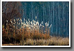 Loakfoma Lake, Plumegrass, Noxubee NWR