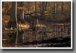 Slough, Noxubee NWR, MS