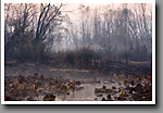 Loakfoma Lake, autumn mist, Noxubee NWR