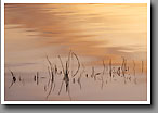 Watercolors, reflection, Noxubee NWR