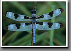 Twelve-spot Skimmer, Noxubee NWR