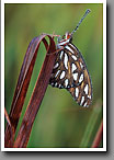 Gulf Fritillary Butterfly, Noxubee NWR