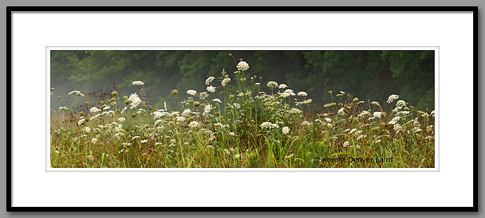 Queen Anne's Lace, Wildflowers, Noxubee NWR, MS