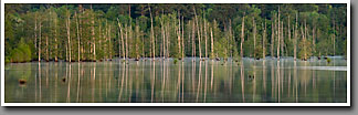 Bluff Lake, spring, Noxubee NWR, MS