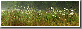 Queen Anne's Lace, Wild Carrot, Noxubee NWR, MS