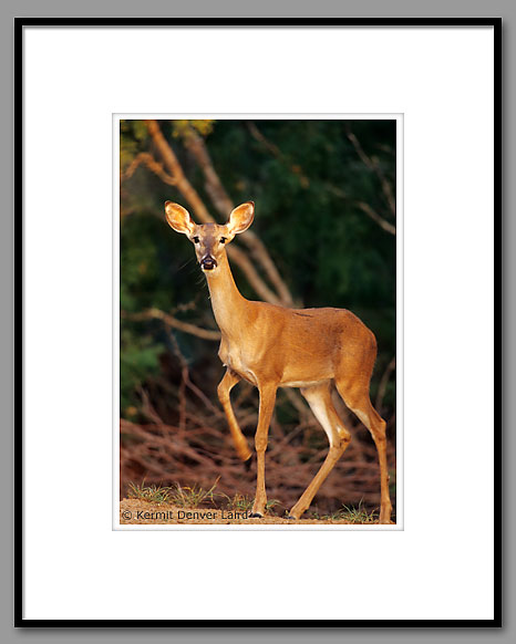 White-tailed Deer, Starr County, TX