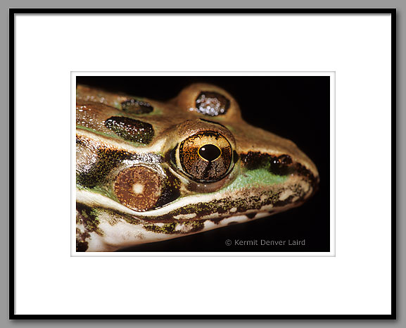 Rio Grande Leopard Frog, Starr County, TX