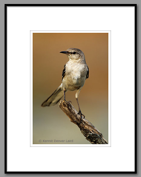 Northern Mockingbird, Starr County, TX